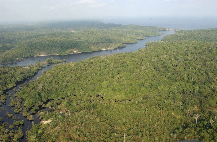 Fotografía de la floresta amazónica brasileña. Foto: EFE/Archivo