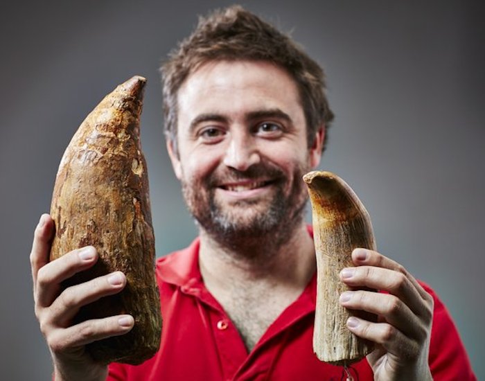 Gigantesco diente de un extinto cachalote prehistórico. Foto: Museo Victoria