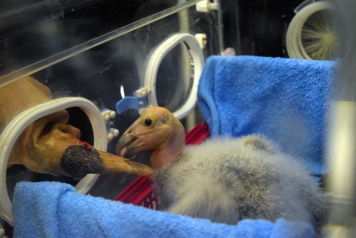 Foto: Zoológicos de la Ciudad de México