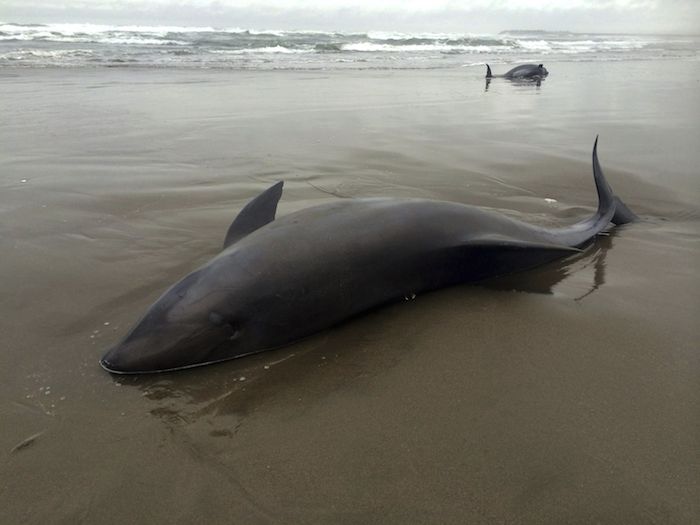 De los 50 ejemplares varados, por lo menos 6 murieron. Foto: EFE