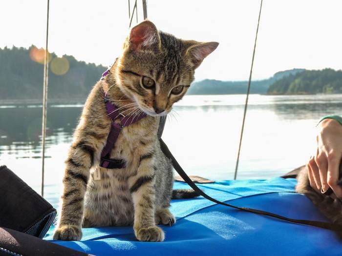 Foto: Facebook, Bolt and Keel