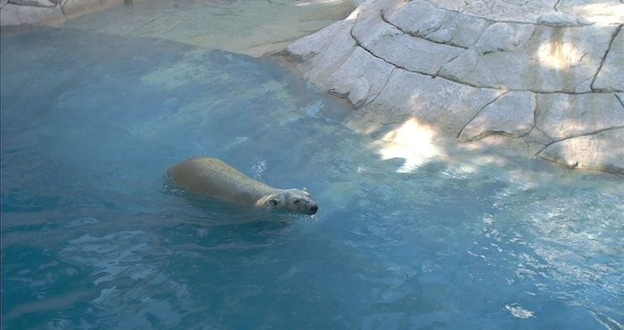 Hiver, el oso polar. Foto: Zona Franca