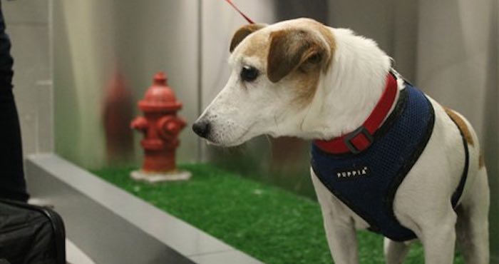 El perro John John visita el nuevo sanitario para mascotas del aeropuerto John F. Kennedy de Nueva York, el 26 de abril de 2016 antes de que él y su dueño Taylor Robbins tomen un vuelo hacia Atlanta. Foto AP/William Mathis