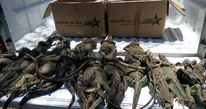 Los 20 reptiles fueron liberados en la parte más alta del municipio de Petatlán, en Guerrero, donde se encuentra su hábitat natural. Foto: Twitter vía @Foro_TV