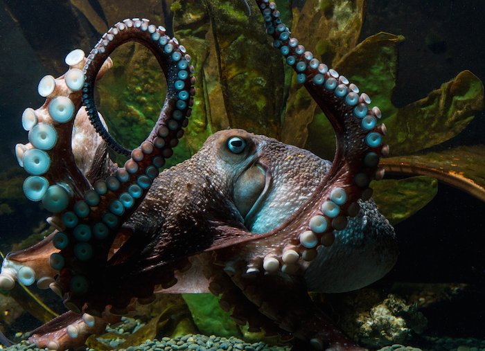 Inky, el pulpo que se fugó de su pecera. Foto: Facebook, National Aquarium of New Zealand