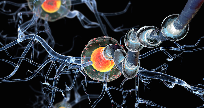 Los investigadores del estudio han identificado los mecanismos celulares específicos que utiliza la microglía para eliminar a las neuronas muertas del cerebro. Foto: archivo
