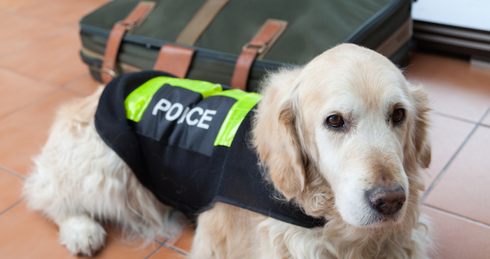 La formación de un perro lleva entre cuatro y seis meses, con entrenamiento diario, y sus costos ascienden a unos 10 mil euros. Foto: archivo