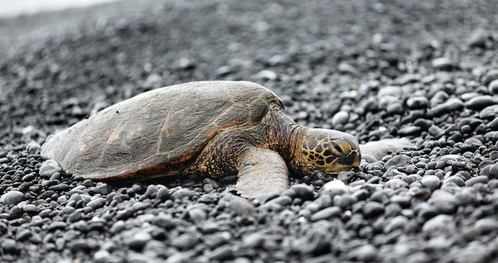 Hace poco visitó un hospital de tortugas marinas en Quincy con un amigo de la familia y también ha escrito e ilustrado un libro de 10 páginas sobre la aventura de una tortuga marina. Foto: archivo
