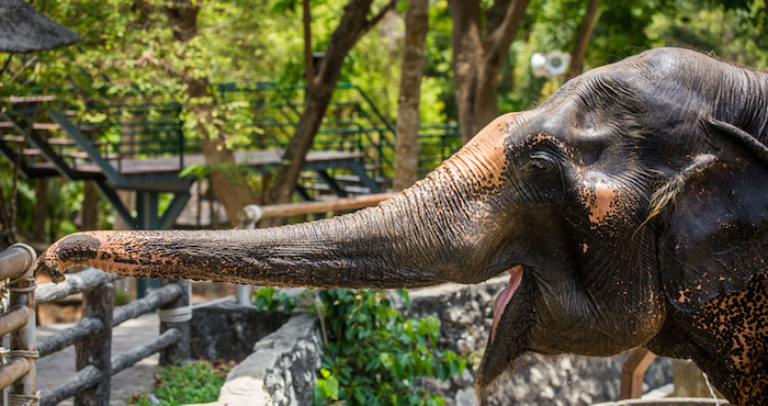 Tras ese episodio, la elefanta fue trasladada al parque safari de Stukenbrock y recibió el nombre de "Benji". Para evitar cualquier tipo de riesgo, Benji no mantiene contacto directo con personas. Foto: archivo