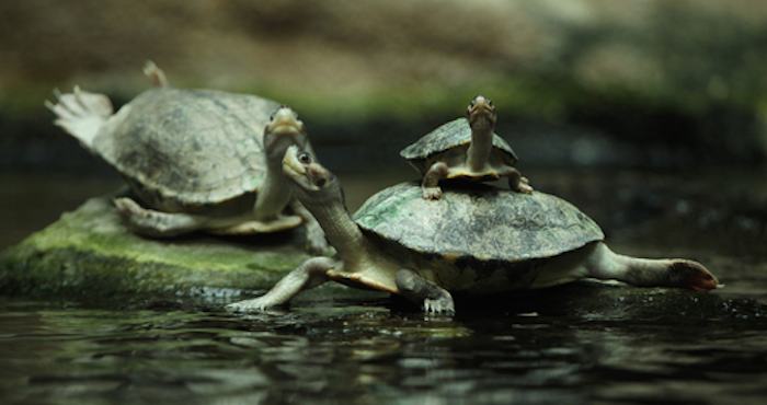Quedan menos de 10 tortugas en el sistema fluvial de Sre Ambel. Foto: shutterstock