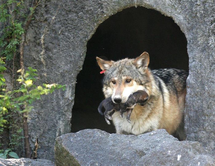 Desde un punto de vista científico, se estima que actualmente hay 47 lobos mexicanos en Nuevo México y otros 50 en Arizona. Foto: EFE.
