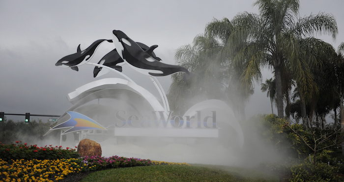 Ante esta situación y las críticas suscitadas por el documental, la compañía anuncio en marzo pasado que cancela su programa de espectáculos con las orcas, pero que no liberaría a los cetáceos, porque, a su juicio, ya no pueden adaptarse a la vida salvaje. Foto: EFE