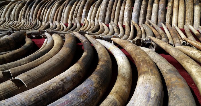 En la foto, colmillos de elefante, antes de ser destruidos. Foto: EFE