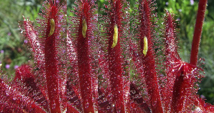 Un equipo de entomólogos y botánicos alemanes, brasileños y españoles ha hallado en Brasil larvas de una especie de mosca que viven en las hojas pegajosas de plantas carnívoras y a las que, además, "roban" su alimento. Foto: EFE