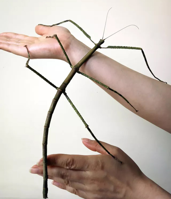 El insecto palo de China fue hallado por Zhao Li, un investigador del Museo de Chengdu que llevaba más de 15 años buscando insectos palo gigantes en Guangxi . Foto: Xinhua