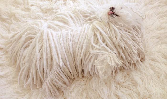 En la imagen, "Beast" sobre un tapete. Foto: Facebook.