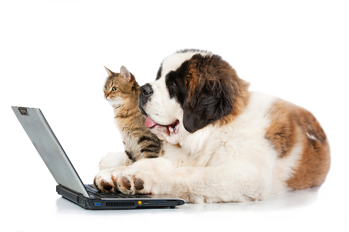 Petmatch, la red social que busca promover la adopción y el cuidado de los animales. Foto: Shutterstock.