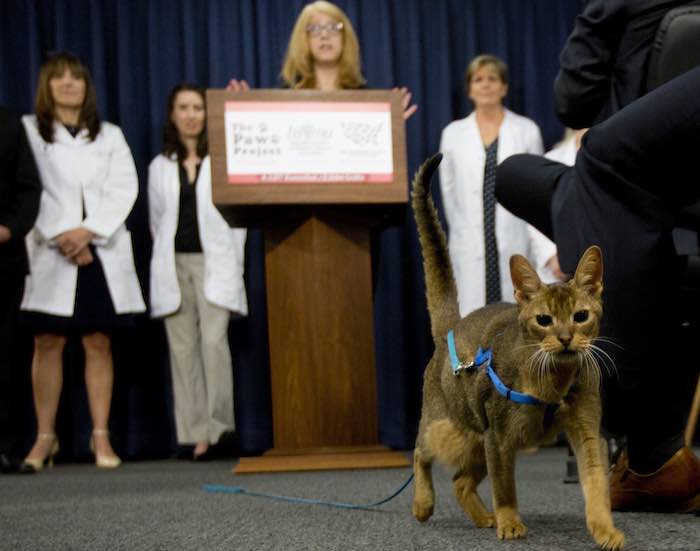 Un gato llamado Rubio camina frente a la tarima en una conferencia de prensa en Albany, Nueva York, para promover un proyecto de ley que prohibiría extirpar las garras a los gatos. Foto: Mike Groll, AP.