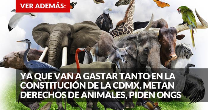 PROMO_DDANIMALES