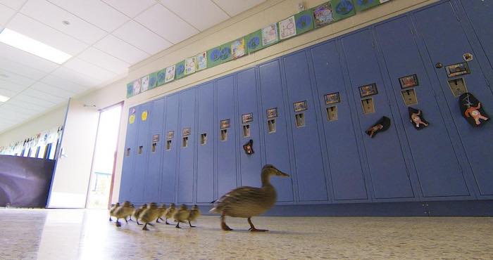 En la imagen, la pata Vanessa guía a sus polluelos por los pasillos hacia la salida de la escuela primaria Village en Hartland, Michigan. Foto: Gillis Benedict/Livingston County Daily Press & Argus via AP.
