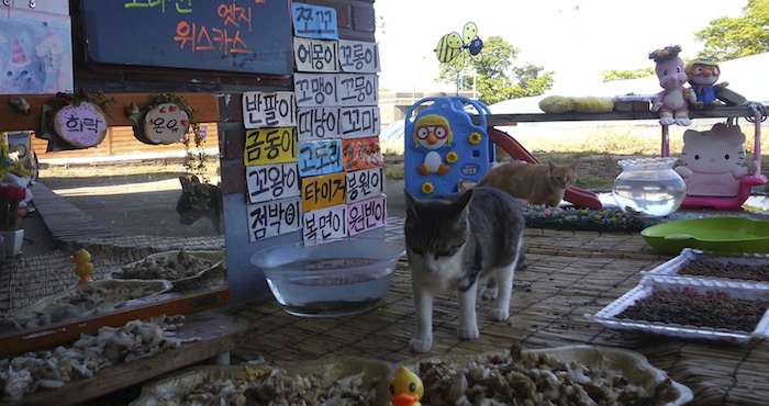 Gatos callejeros se aproximan a la comida preparada por Koo Eun-je, responsable de un restaurante para gatos que emite por internet en JeollaNamdo. Foto: AP