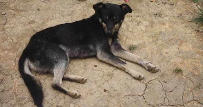 En la imagen, uno de los cuatro integrantes caninos de la familia de don Macario. Foto: BlogExpediente.