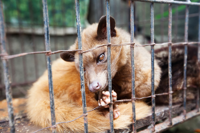 Esta es una civeta. Son pequeños mamíferos asiáticos, que tienen hábitos nocturnos y aman escalar árboles. Foto: Shutterstock.
