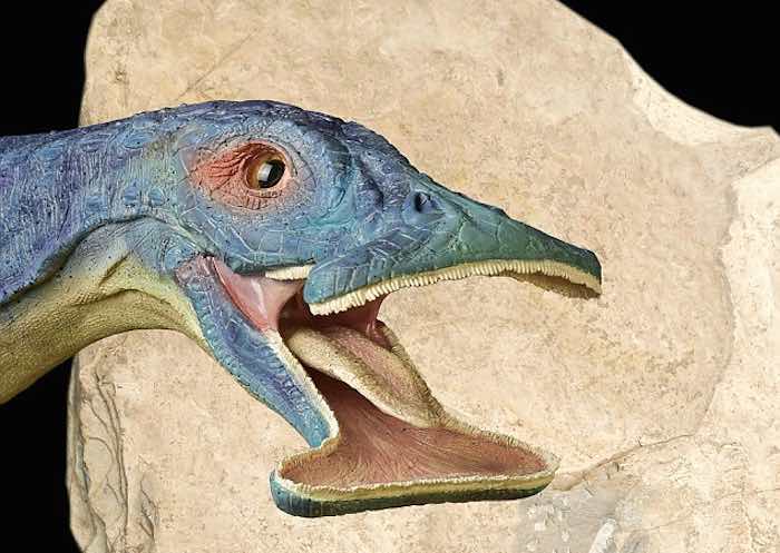 Los científicos reconstruyeron al dinosaurio a partir de los fósiles. Foto: Wang Yu, aparecida en Daily Mail