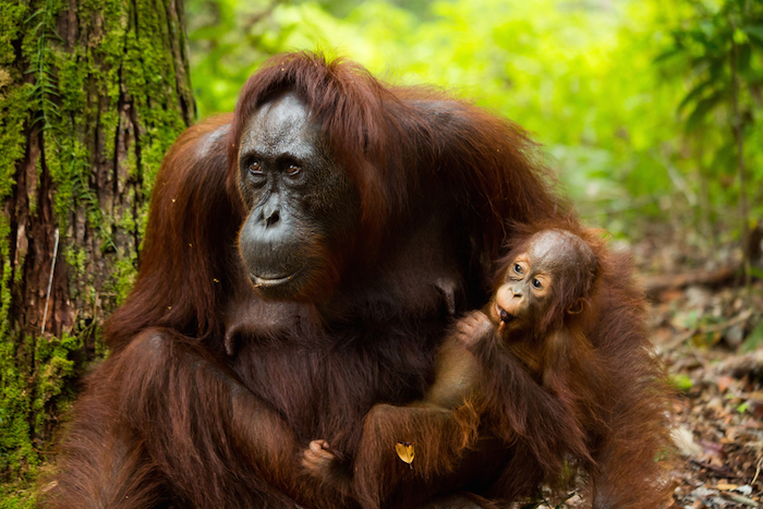 Las mamás orangutanes amamantan a sus crías hasta los cinco años de edad. Foto: Shutterstock.