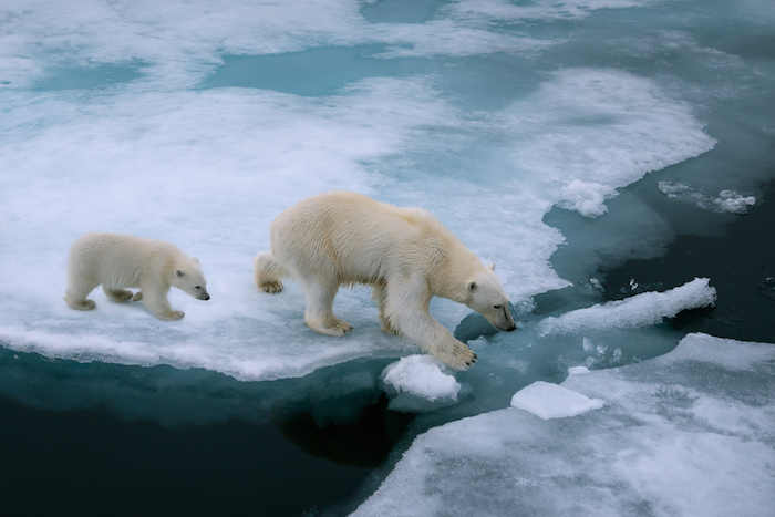 Antes de dar a luz, las osos polares aumentan casi 100 kilos de peso. Foto: Shutterstock.