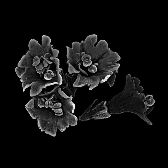 Fotografías de Silvia Andrade, acompañadas por textos del poeta Arturo González Cosío. Fotografía: Silvia Andrade