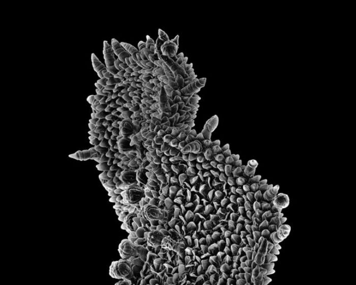 Silvia Andrade tomó las 64 fotografías que integran este libro en el Jardín Botánico Regional Roger de Orellana. Foto: Silvia Andrade