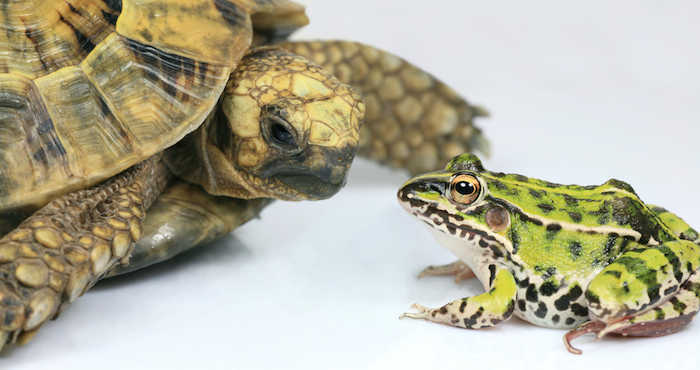El zoológico ha comenzado a cuidar las ranas en un centro permanente de cría. Las autoridades dijeron haber soltado en marzo unos 2 mil renacuajos. Foto: Archivo
