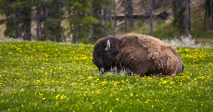 La agencia federal recordó que es "peligroso e ilegal" acercarse o alimentar a los animales en el parque. Foto: Archivo