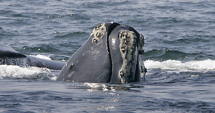 Un ejemplar de ballena jorobada. Foto: AP/Archivo.