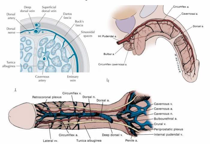 Hay una gran variedad de venas y arterias en el pene. Imagen: baus.org.uk