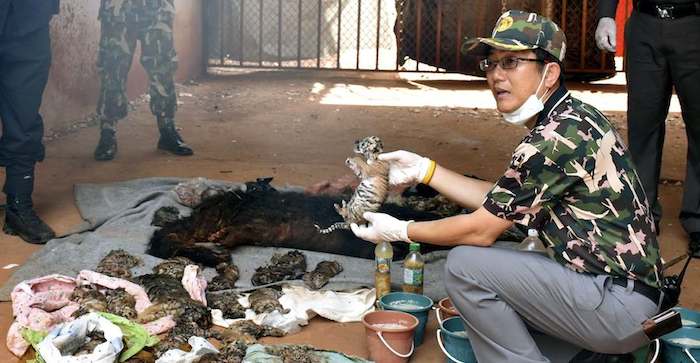 Un trabajador del departamento de Fauna tailandés muestra el cadáver de una cría de tigre durante el registro al Templo del Tigre en la provincia de Kanchanaburi (Tailandia). Foto: EFE