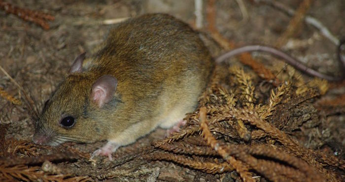 Foto: tree-kangaroo.net