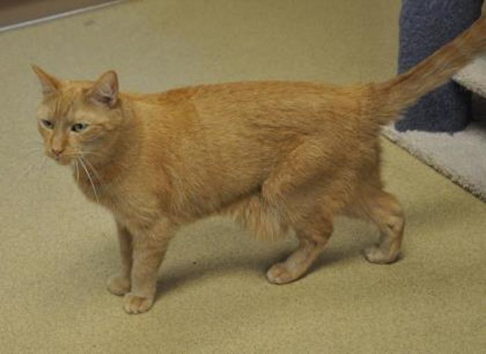 Foto: The Florida Human Society.