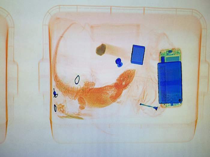 Los rayos X captaron al reptil, por lo que no le permitieron la entrada a su dueño. Foto: Archivo de AP.