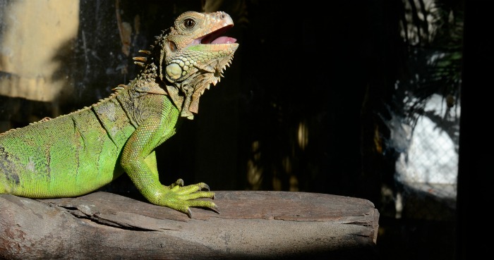 iguana