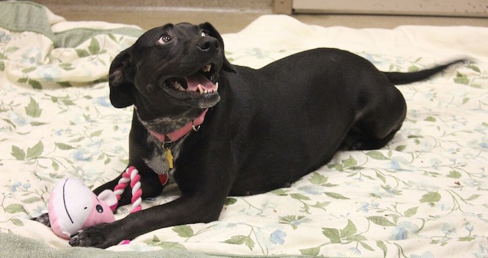 La perrita actualmente se encuentra en adopción. Foto: La Opinión