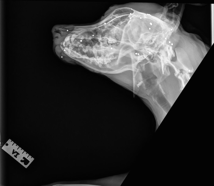 Los rayos X del animal. Foto: La Opinión.