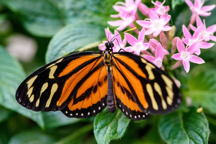 Cada otoño, las mariposas viajan desde Canadá y la zona norte de Estados Unidos hasta México, pero su supervivencia está amenazada por los problemas de alimentación durante su recorrido y la degradación de los sitios de hibernación. Foto: Shutterstock.