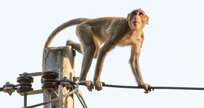 El mono causó la sobrecarga de la central hidroeléctrica de Gitaru, la más grande de Kenia. Foto: Shutterstock.