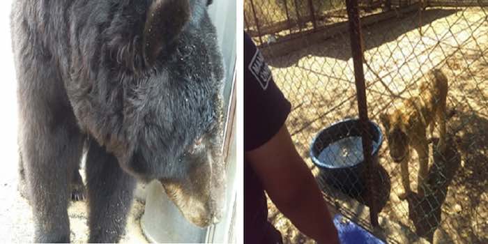 El oso rescatado llevaba 12 años encerrado en la jaula de un circo en Colima, mientras que la cachorra de león fue rescatada de un rancho en Michoacán. Foto: Profepa