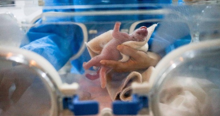 La madre empezó a mostrar menos apetito el 3 de junio y estuvo inquieta unos días más tarde, antes de mostrar un comportamiento prenatal hoy, dijo Wu Kongju, uno de los expertos en pandas del centro. Foto: Xinhua