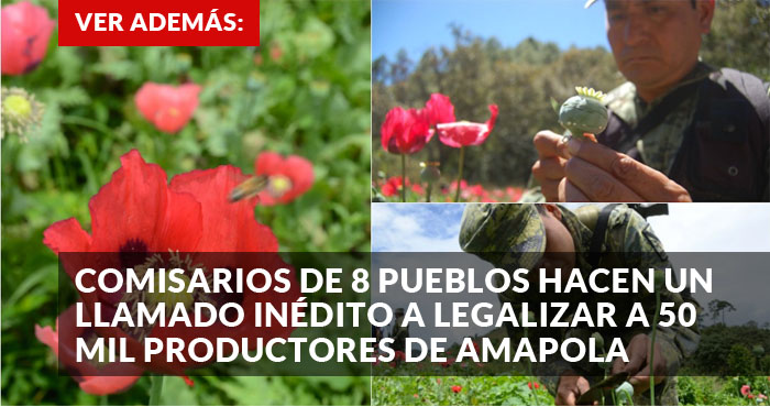 promo-Amapola-1