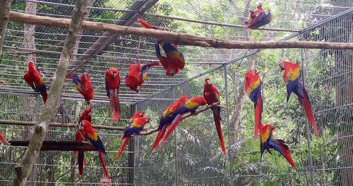 La guacamaya roja está considerada en la NOM-059-SEMARNAT-2001 como una especie en peligro de extinción, que prácticamente había desaparecido de su hábitat natural en Veracruz y otros estados. Foto: Conanp.