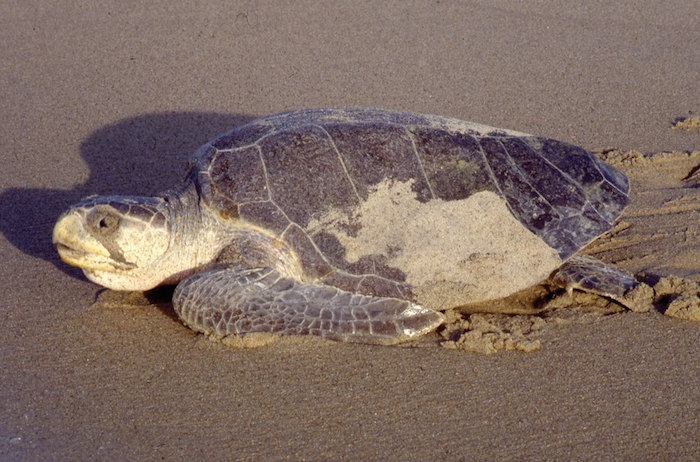 13693045_1039052849463161_8793846855621621237_o